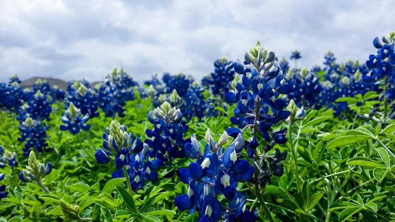 Create & Manage Test Cases in Azure DevOps