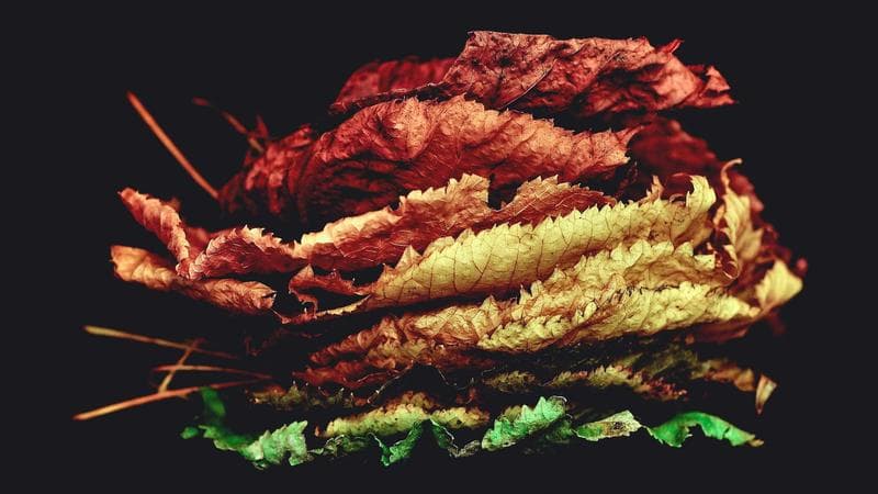 Run API Tests in Azure DevOps with Newman